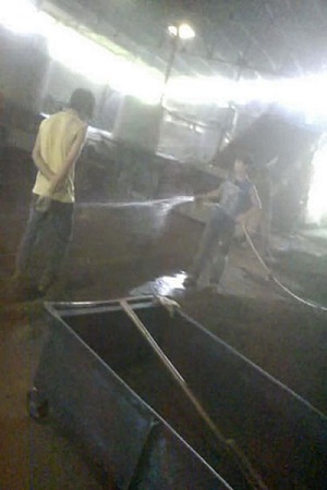 Hai công nhân vừa tưới nước vừa dùng chân nhào trộn trà cám để chuẩn bị đưa vào cối vò với trà tươi 
