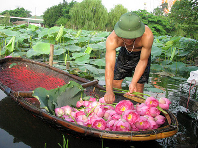 sen Hồ Tây to và thơm hơn sen những nơi khác