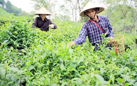 Trồng chè xuất khẩu sang Nhật Bản